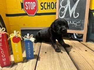 Labrador Retriever Puppies media 8