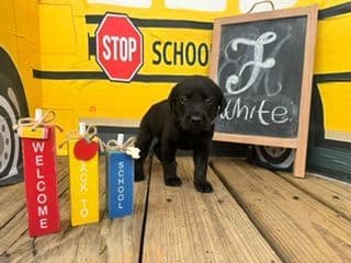 Labrador Retriever Puppies media 10