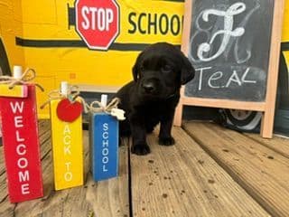 Labrador Retriever Puppies media 11