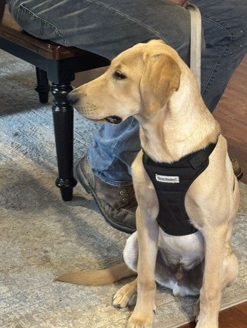 READY TO GO AVAILABLE LAST ONE Labrador Retriever Puppies media 2