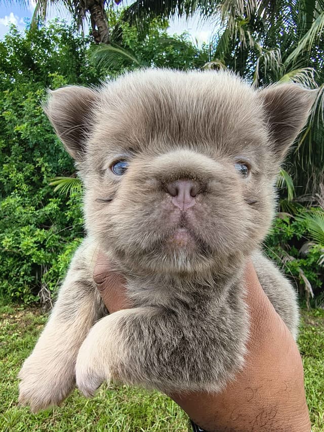 French Bulldog Puppies carrying pink testable media 3