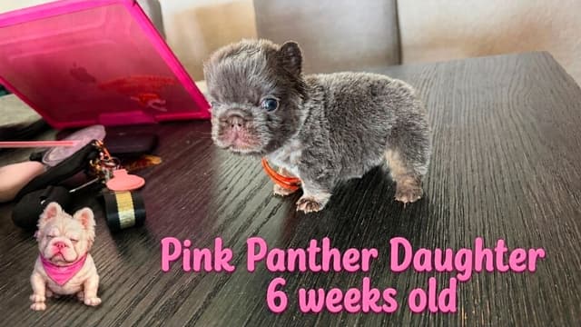 French Bulldog Puppies carrying pink testable media 4