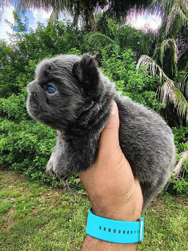French Bulldog Puppies carrying pink testable media 7