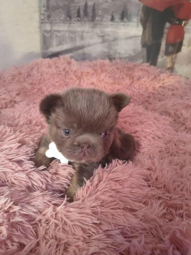 French Bulldog Puppies carrying pink testable media 5