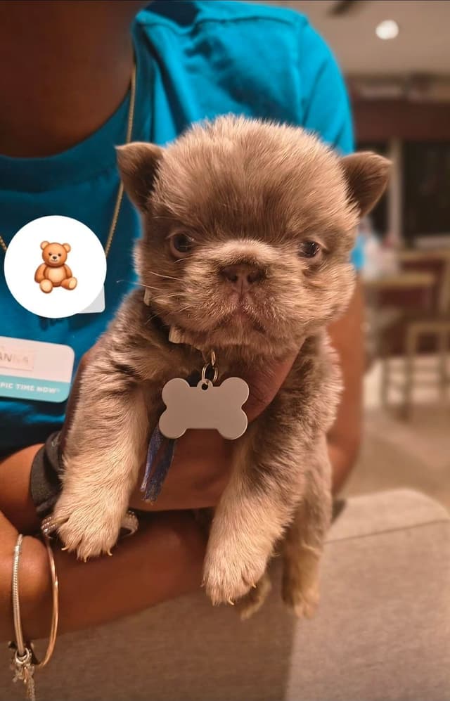 French Bulldog Puppies carrying pink testable media 6