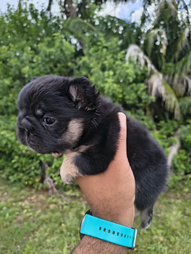 French Bulldog Puppies carrying pink testable media 8