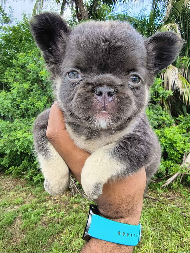 French Bulldog Puppies carrying pink testable media 9
