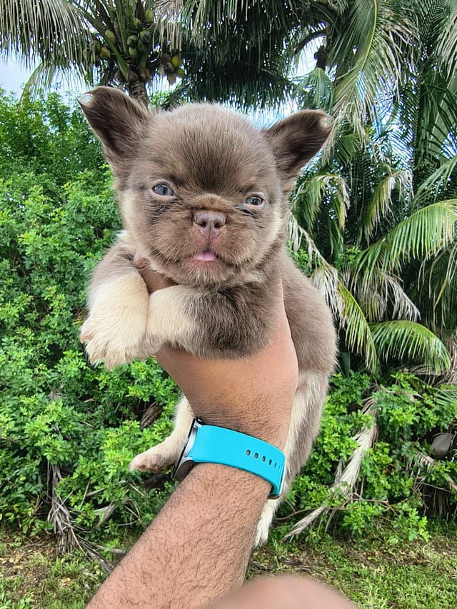 French Bulldog Puppies carrying pink testable media 11