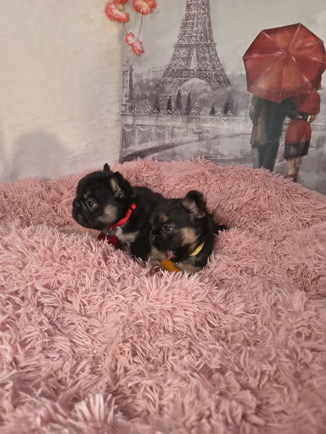 French Bulldog Puppies carrying pink testable media 12