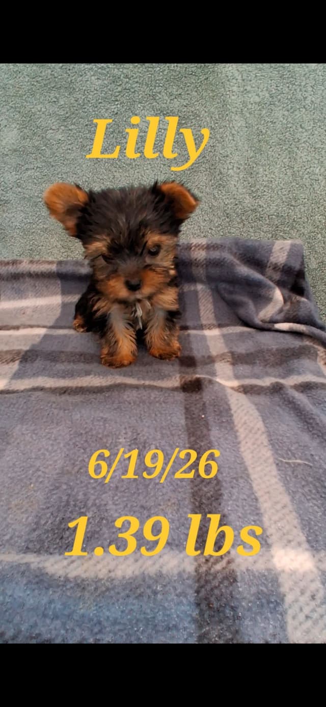 Yorkshire Terrier Puppies media 2