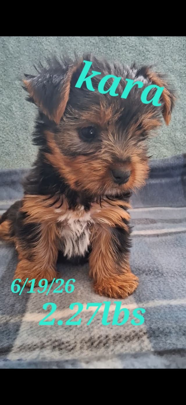Yorkshire Terrier Puppies media 3