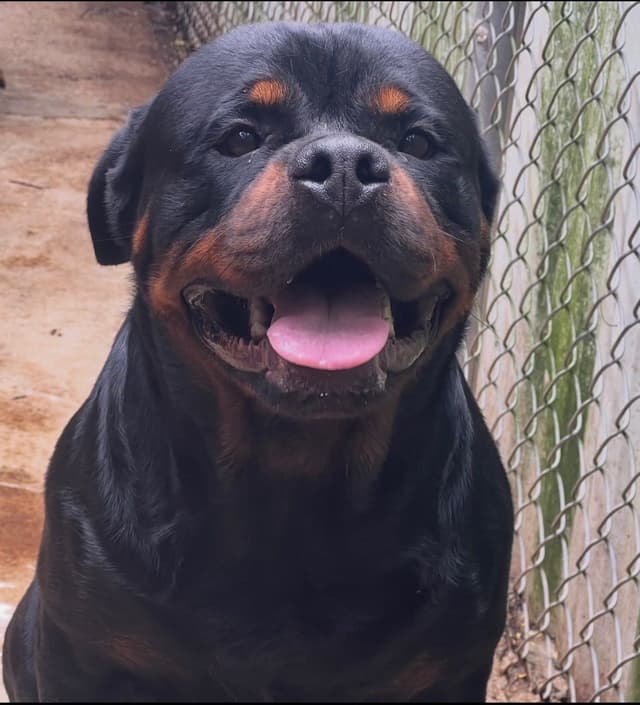Rottweiler Puppies media 2
