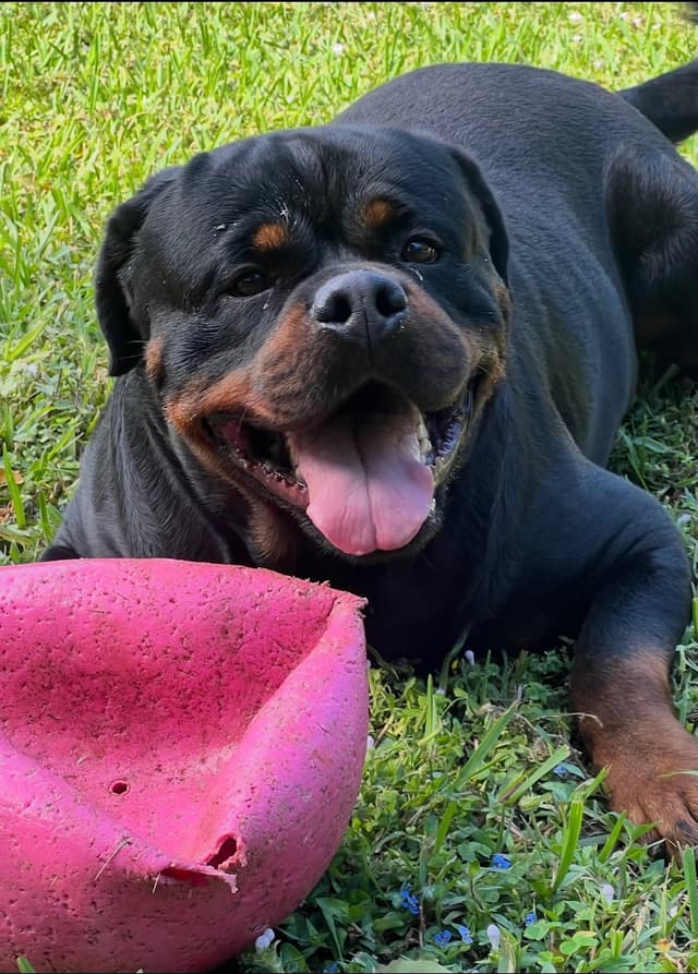 Rottweiler Puppies media 3