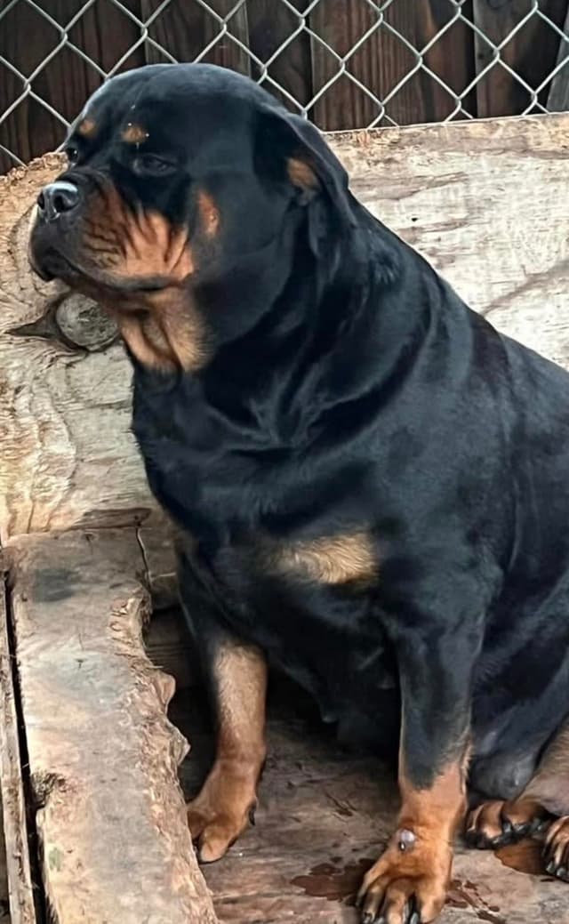 Rottweiler Puppies media 4