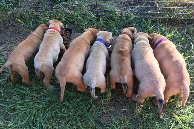 Bullmastiff Puppies breeder image 3