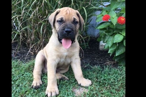 Bullmastiff Puppies breeder image 5