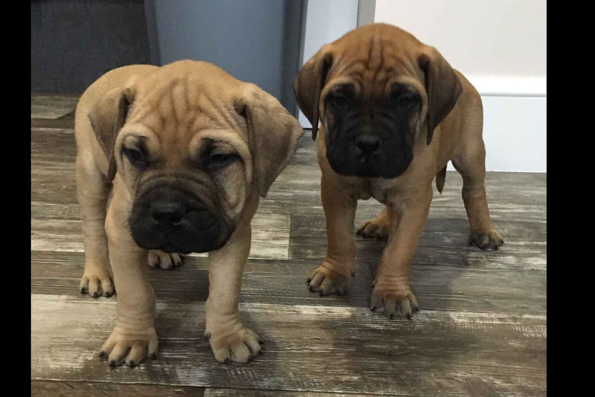 Bullmastiff Puppies breeder image 6