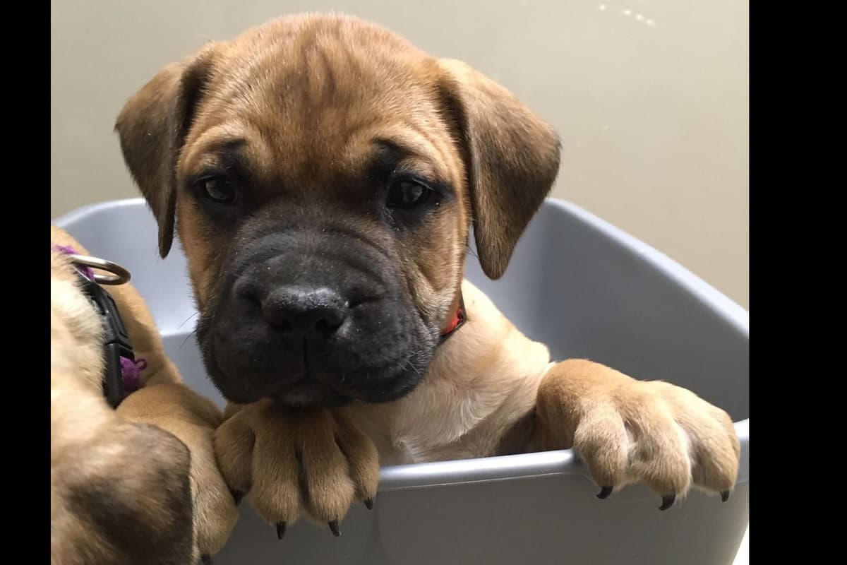 Bullmastiff Puppies breeder image 7