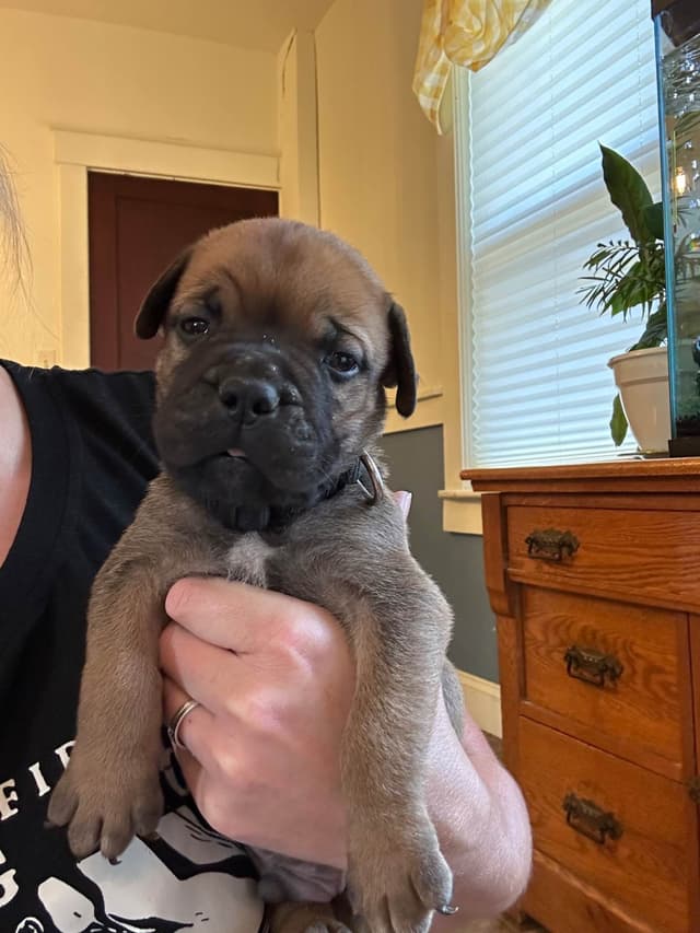 Bullmastiff Puppies media 3