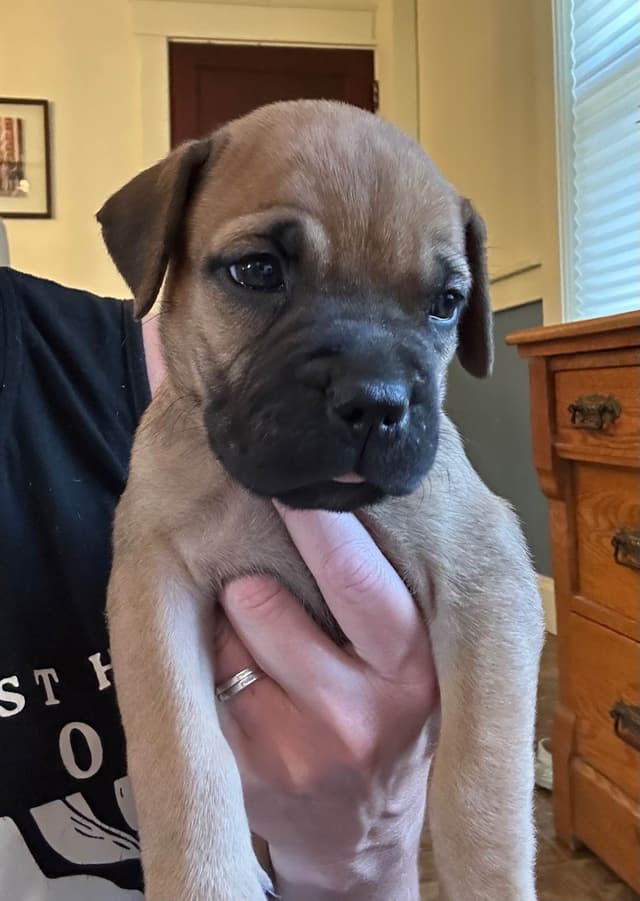 Bullmastiff Puppies media 2