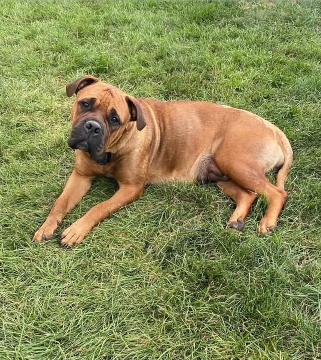Bullmastiff Puppies media 5