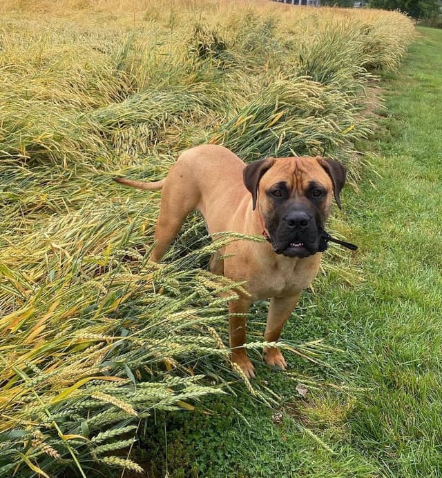 Bullmastiff Puppies media 6