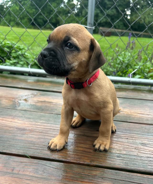 Bullmastiff Puppies media 8