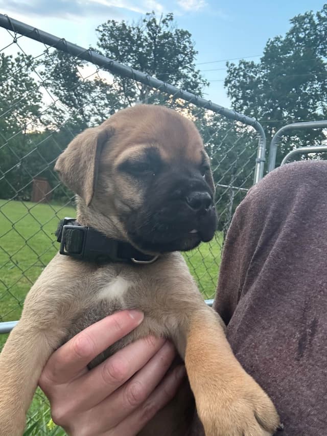 Bullmastiff Puppies media 7