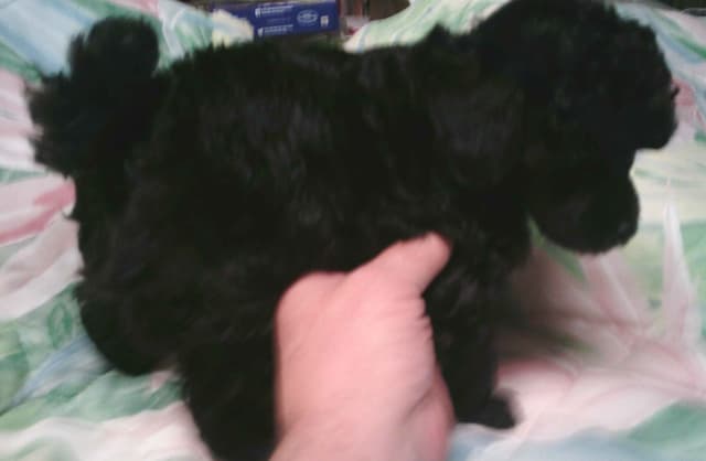 Poodle Puppy media 2