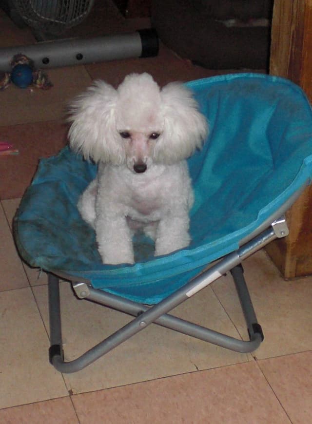 Poodle Puppy media 4