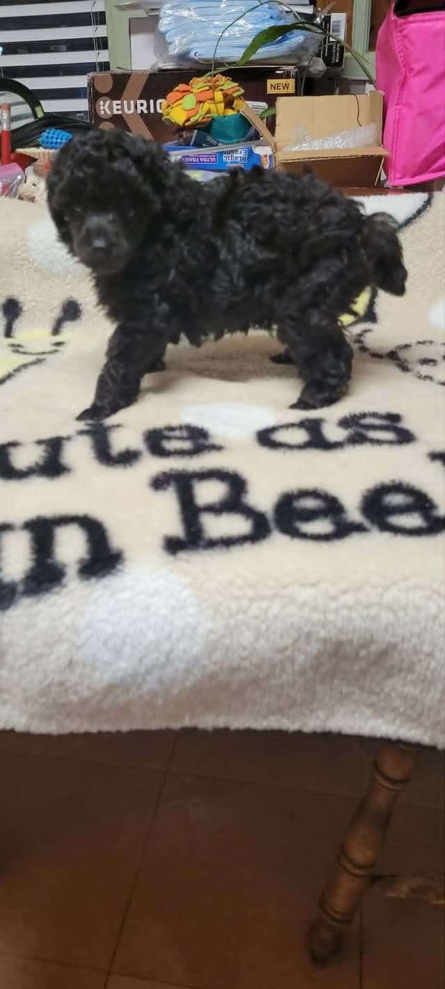 Poodle Puppy media 5