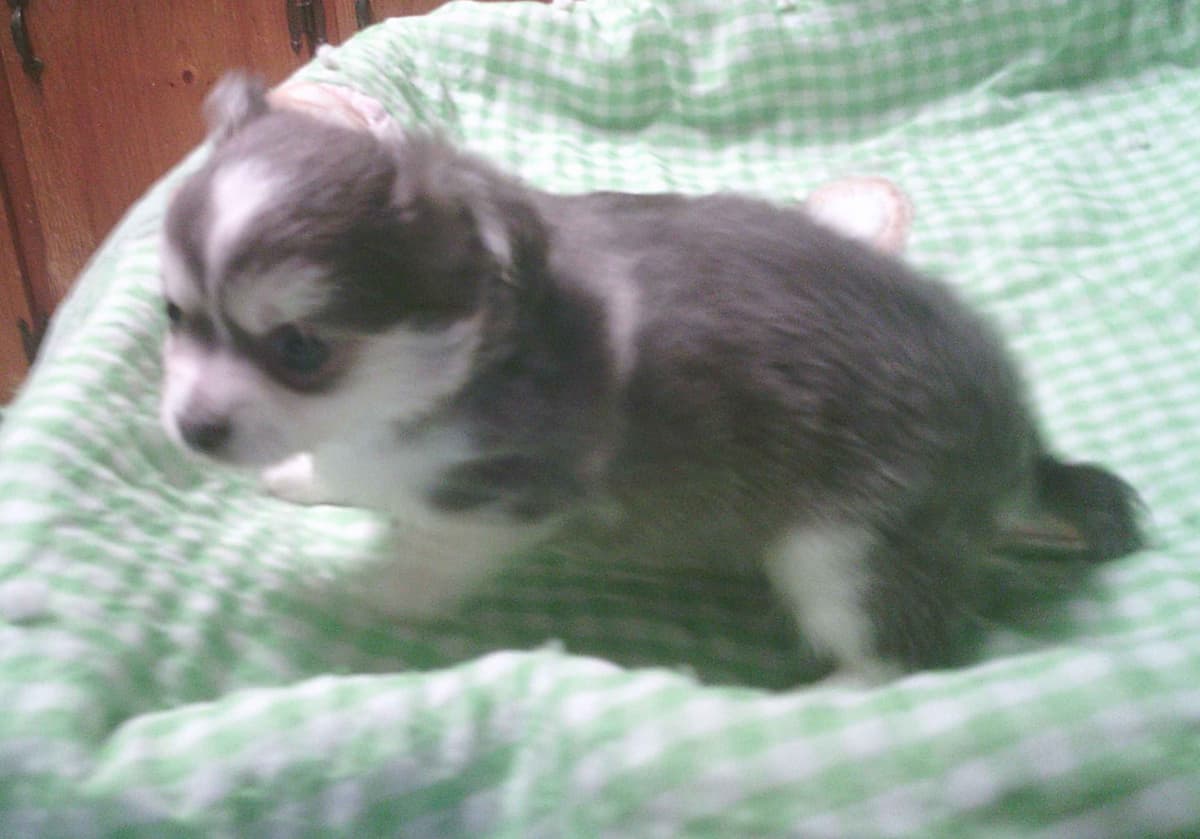 Poodle Puppy breeder image 3