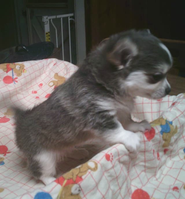 Chihuahua PuppieS media 2