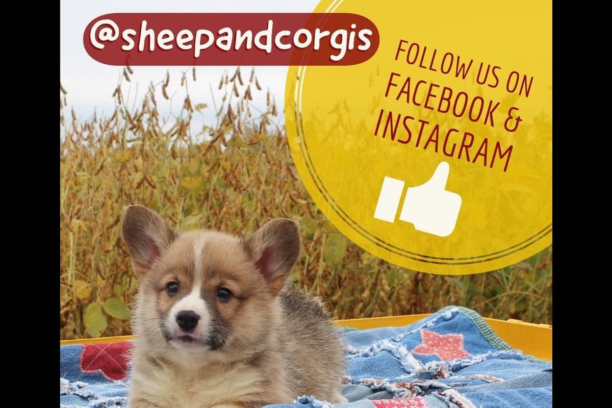 Pembroke Welsh Corgi Puppies breeder image 3