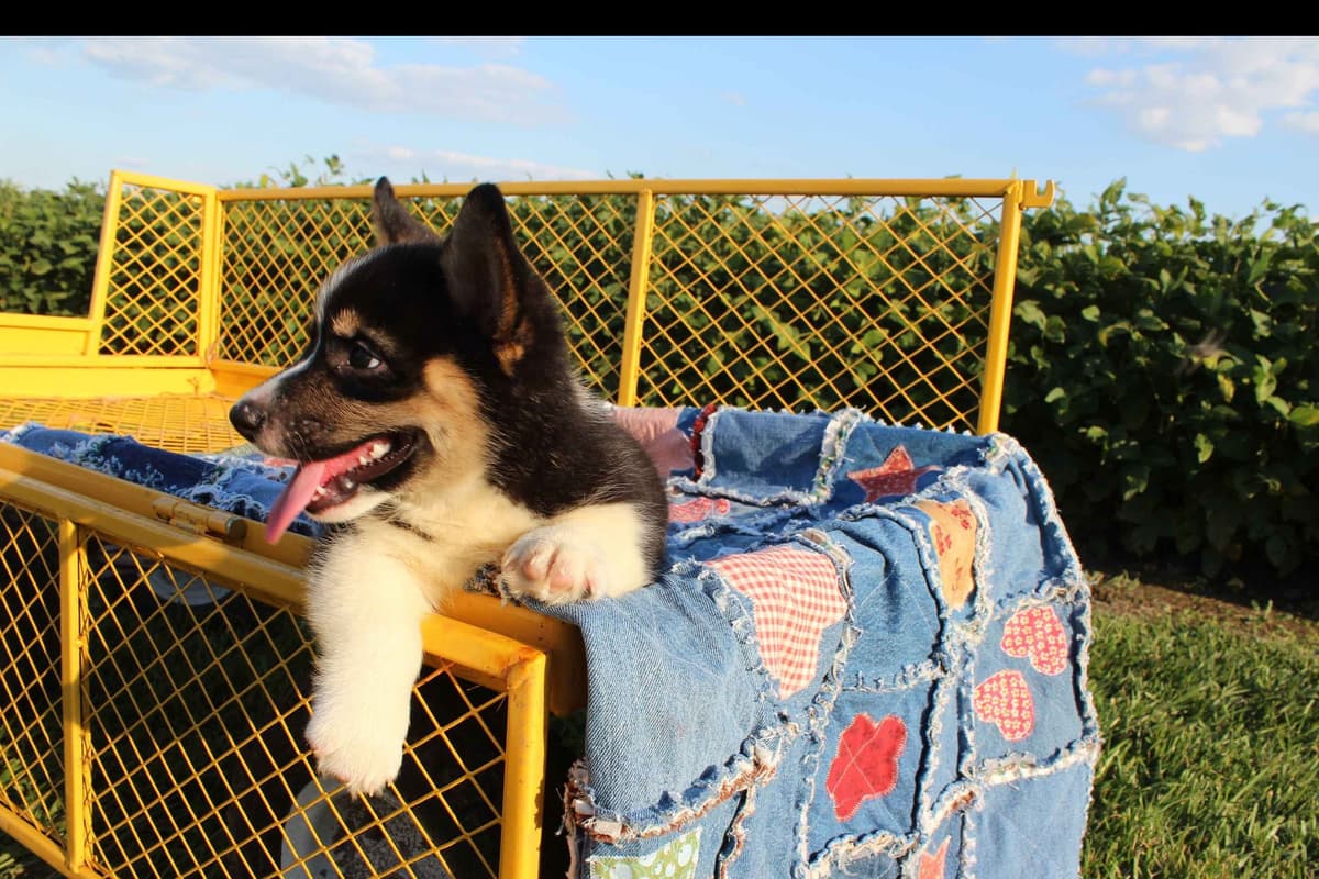 Pembroke Welsh Corgi Puppies breeder image 8