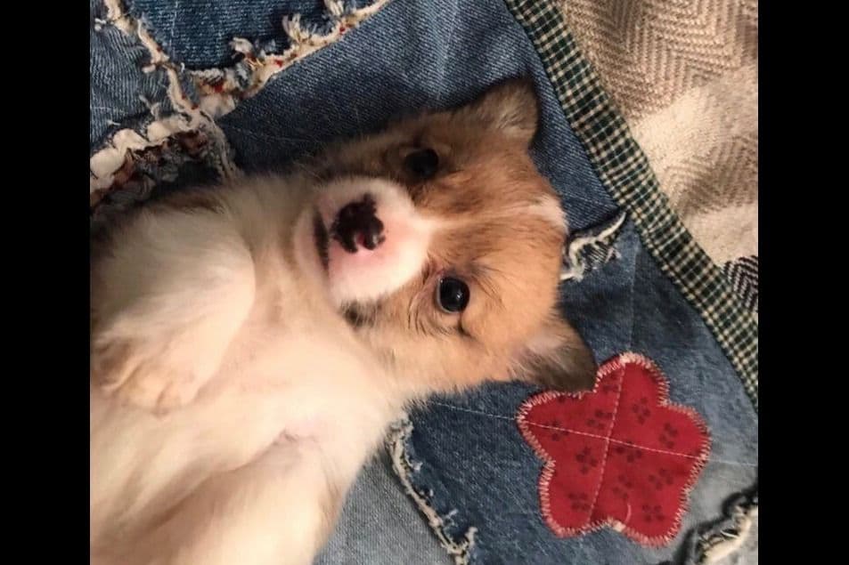 Pembroke Welsh Corgi Puppies breeder image 7