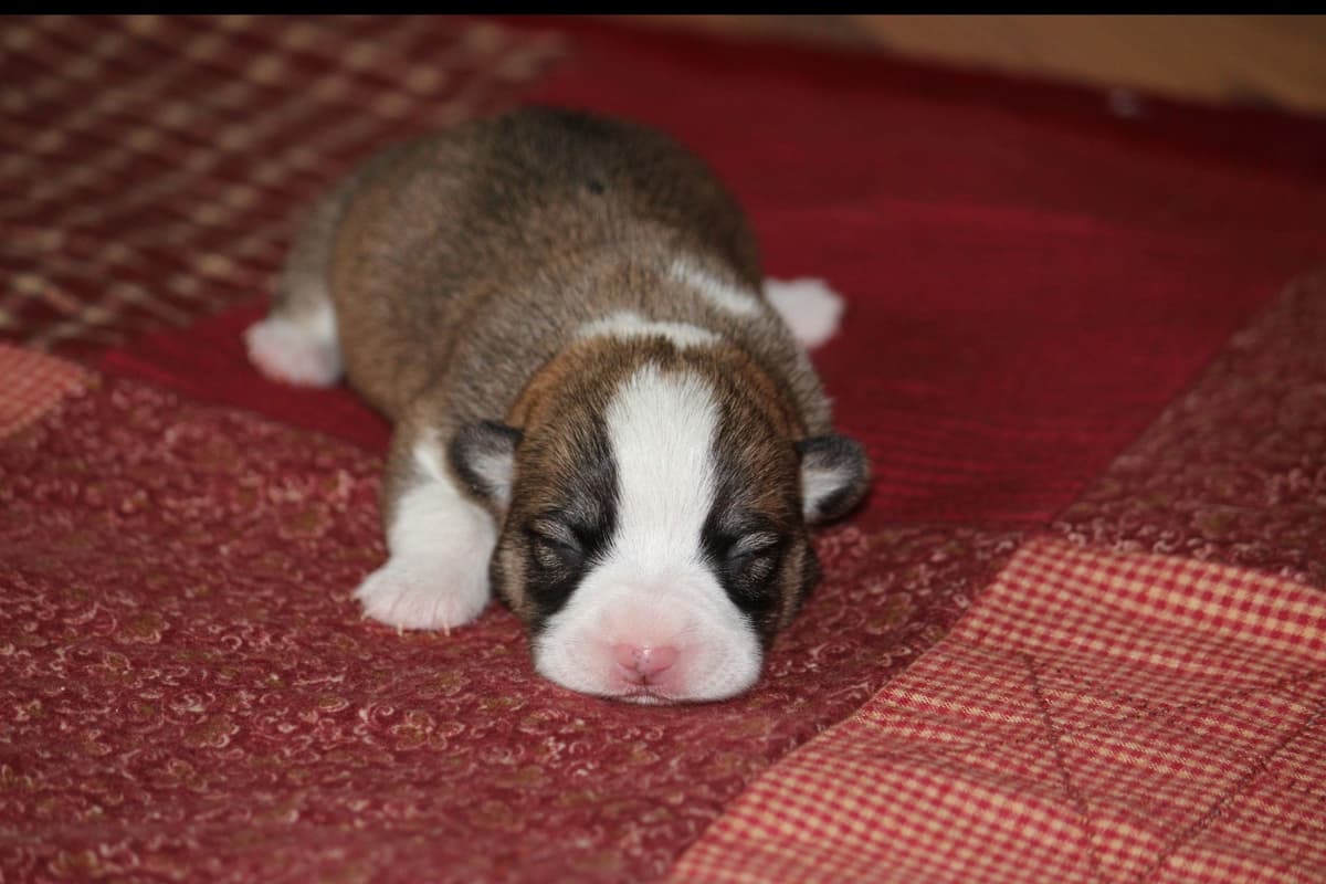 Pembroke Welsh Corgi Puppies breeder image 4
