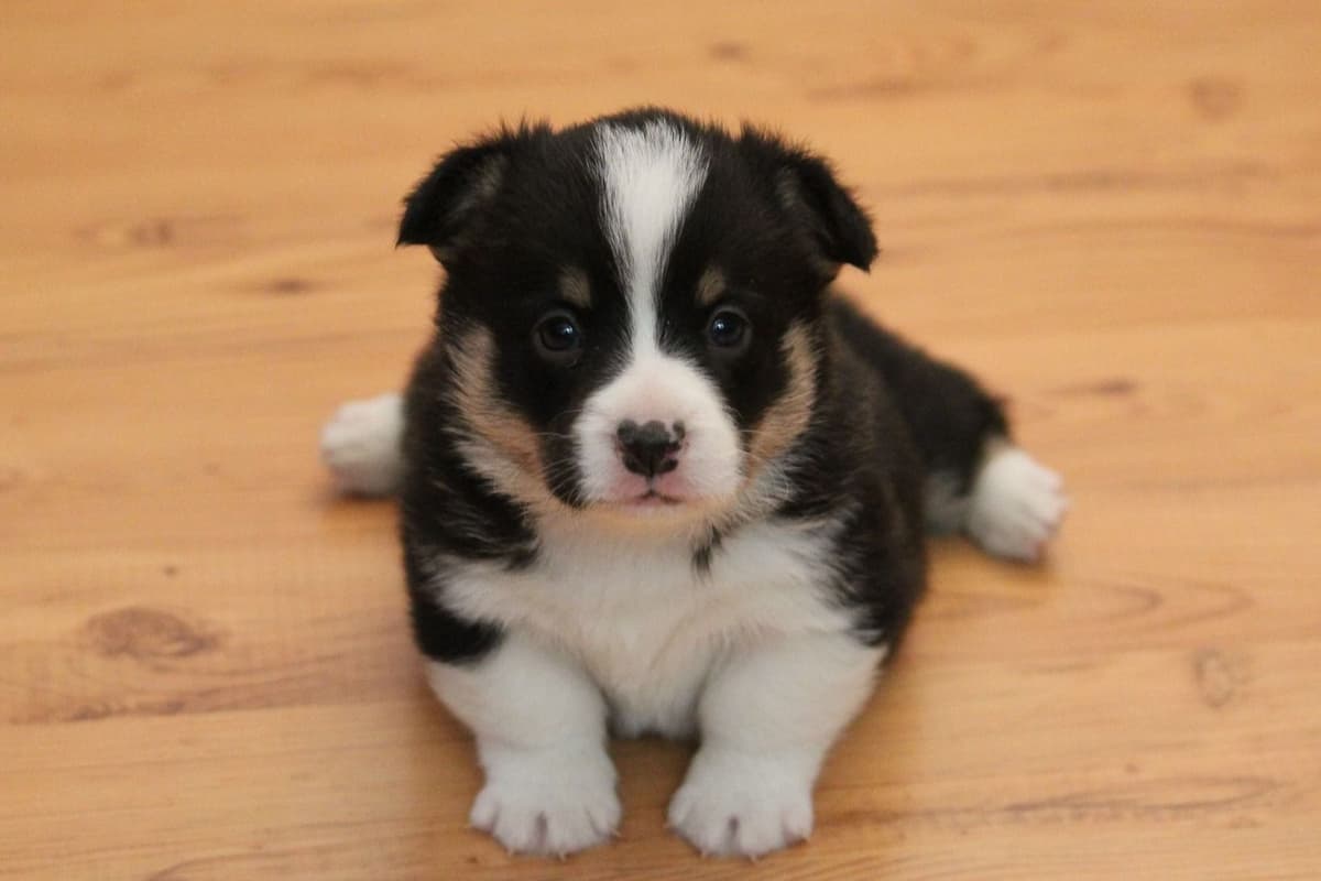 Pembroke Welsh Corgi Puppies breeder image 2