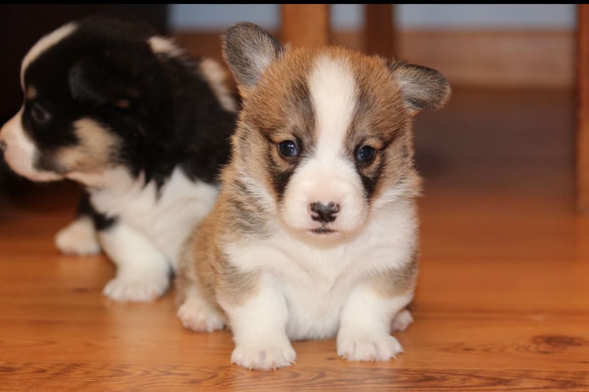 Pembroke Welsh Corgi Puppies breeder image 5