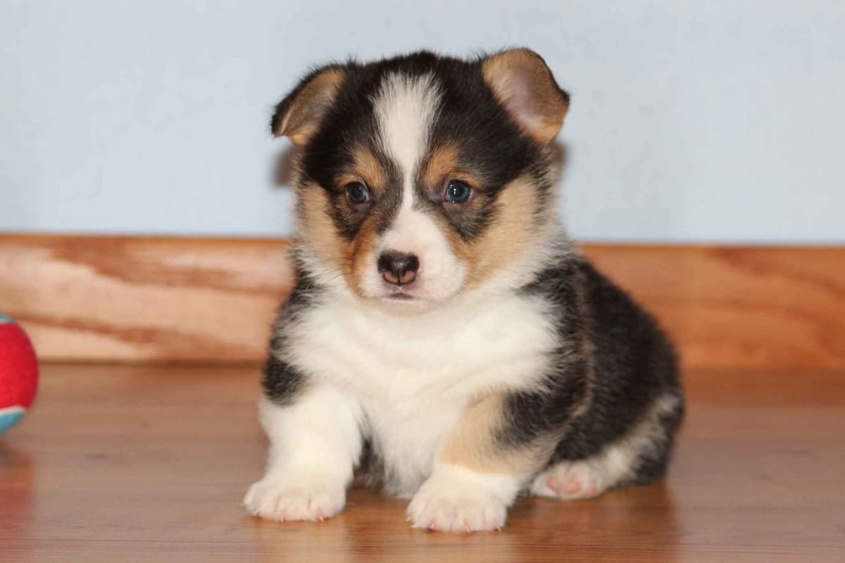 Pembroke Welsh Corgi Puppies breeder image 6