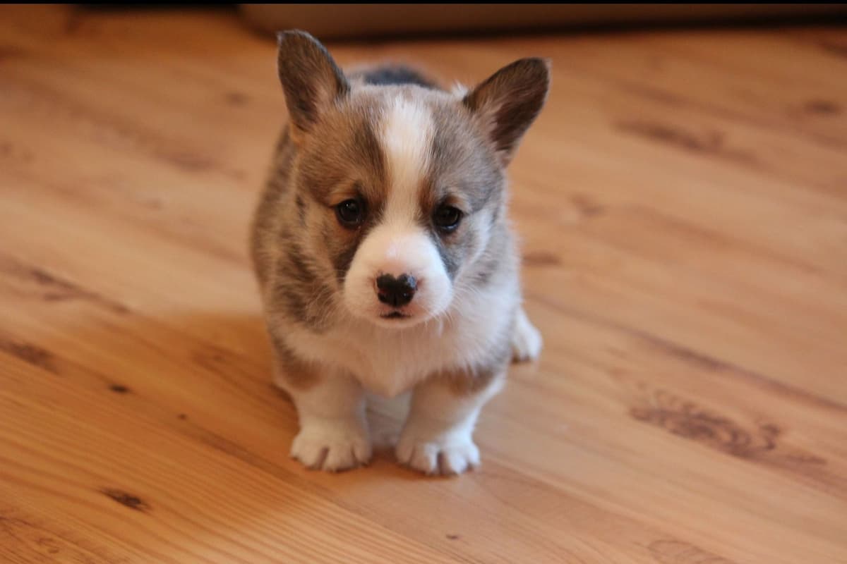 Pembroke Welsh Corgi Puppies breeder image 1