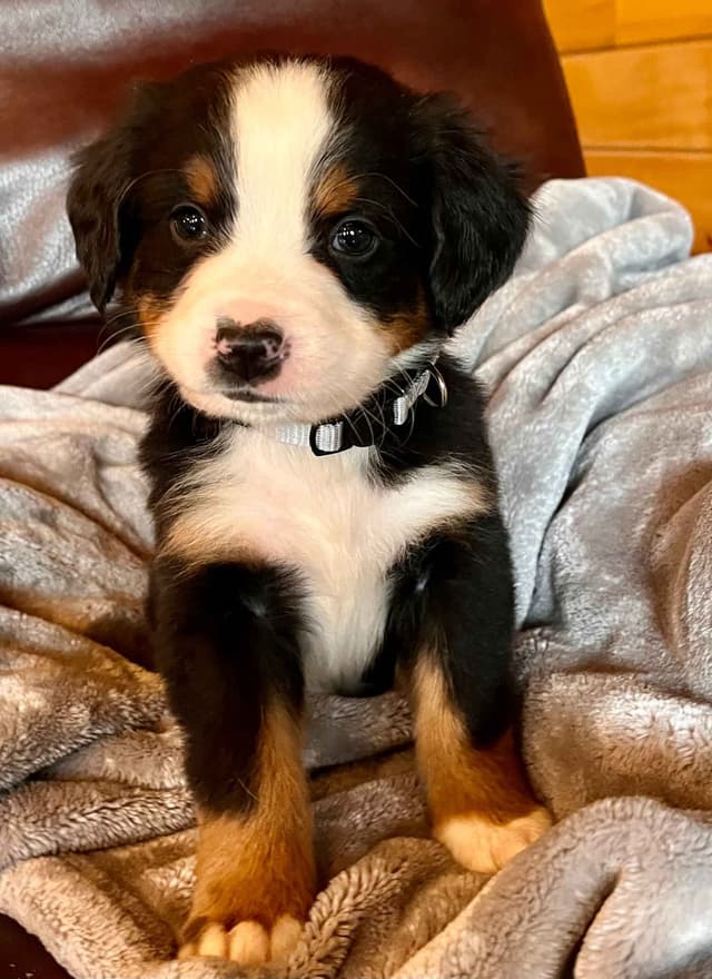 Bernese Mountain Dog Puppies media 3