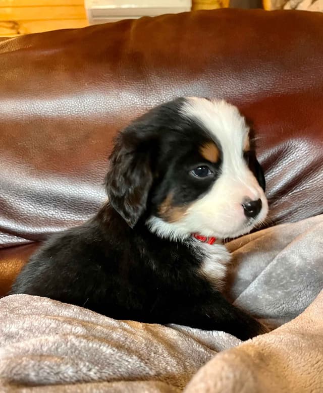 Bernese Mountain Dog Puppies media 5