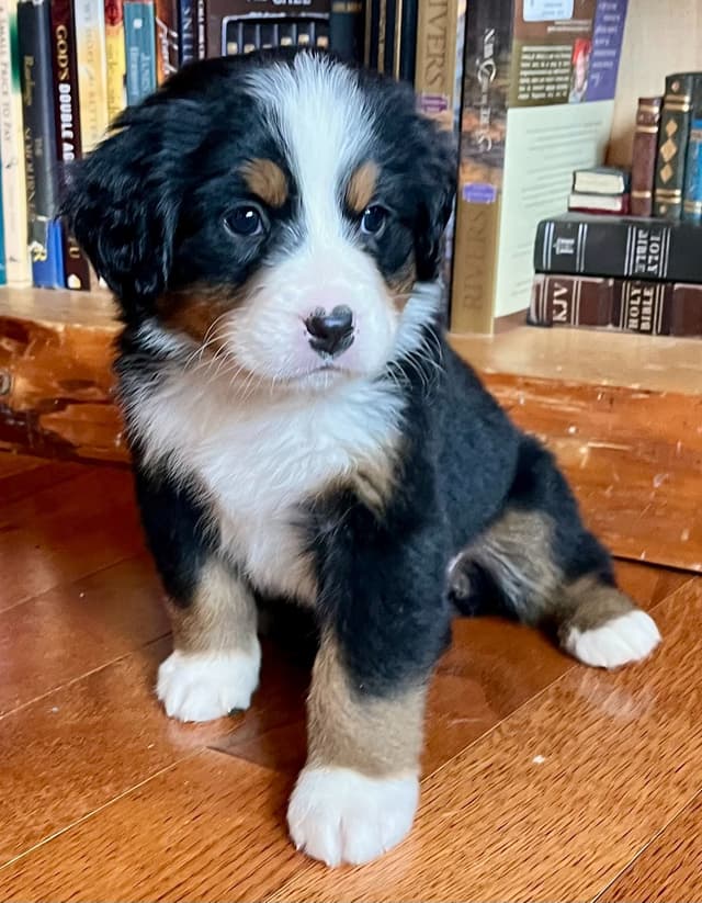 Bernese Mountain Dog Puppies media 6