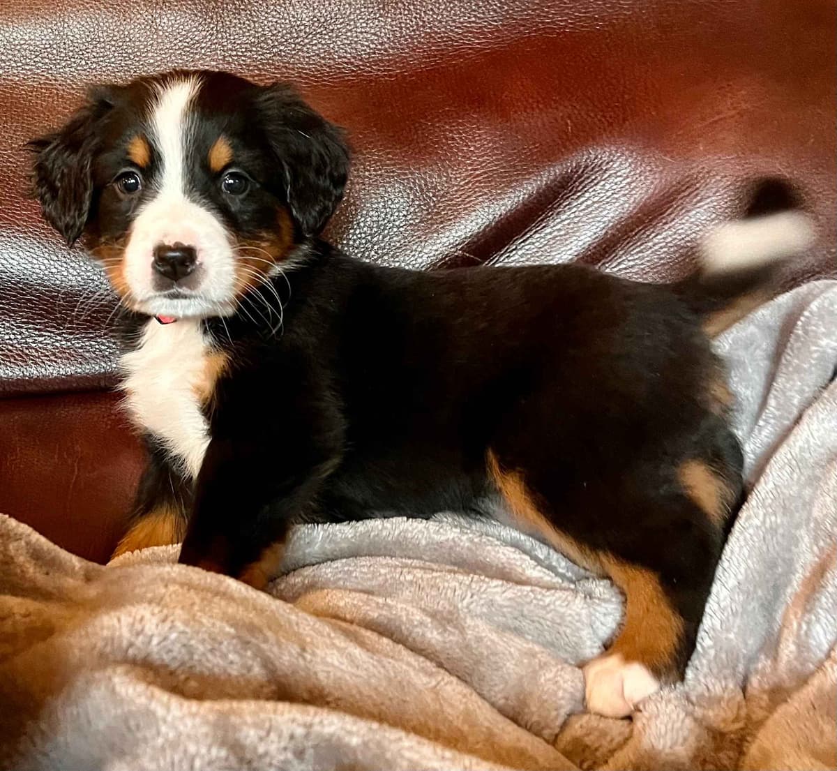 Bernese Mountain Dog Puppies breeder image 1