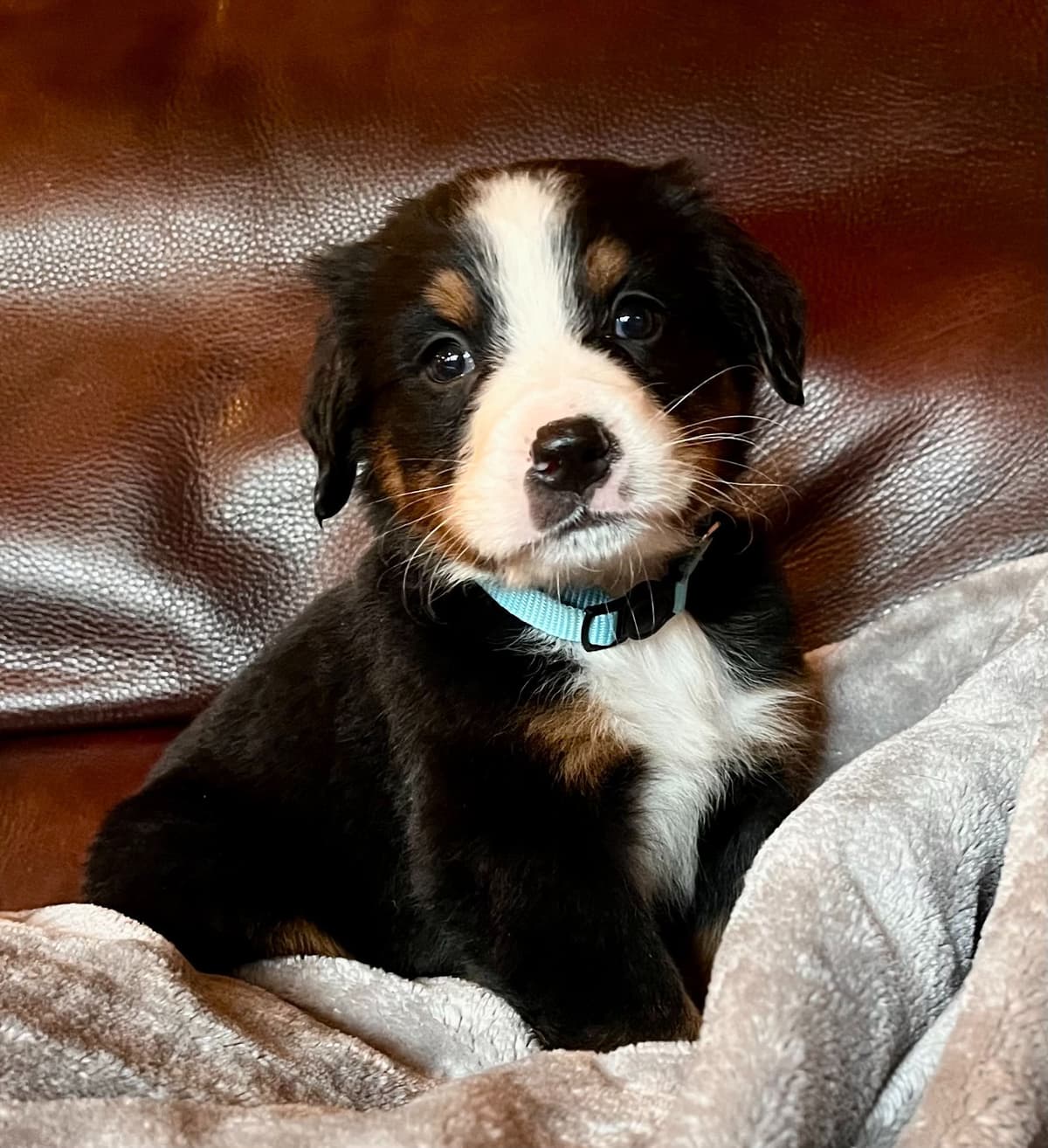 Bernese Mountain Dog Puppies breeder image 4
