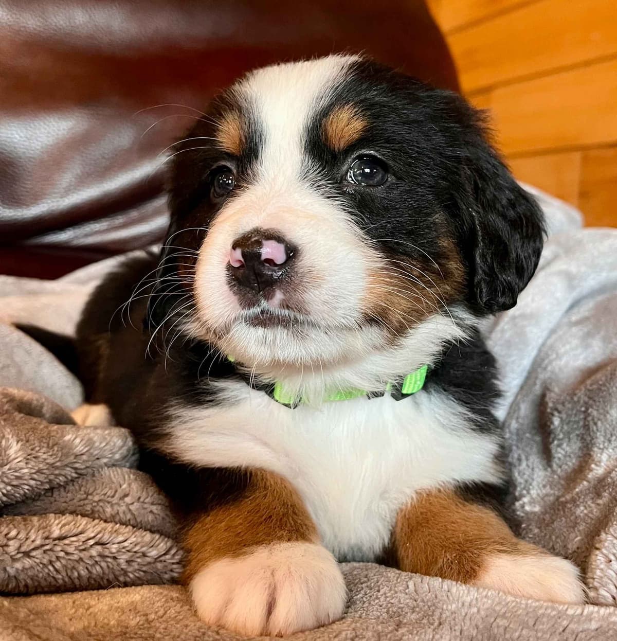 Bernese Mountain Dog Puppies breeder image 6