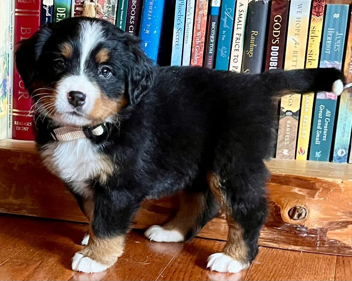 Bernese Mountain Dog Puppies breeder image 7