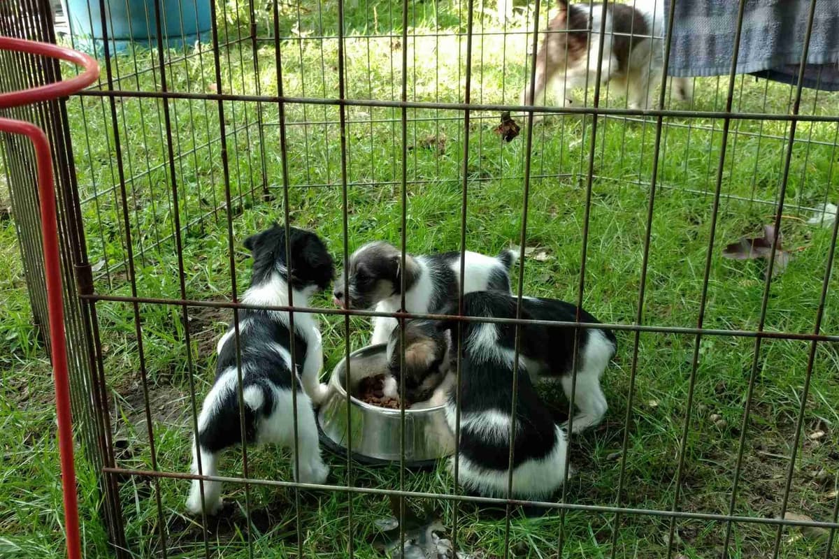 Min Schnauzer Pups -1 parti boy, 1 fe available breeder image 1