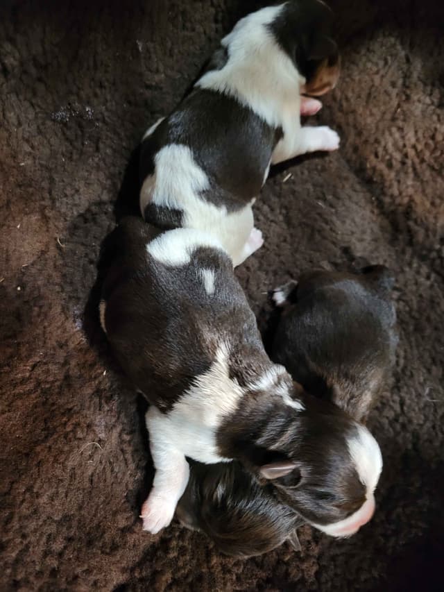 Min Schnauzer Pups -1 parti boy, 1 fe available media 2